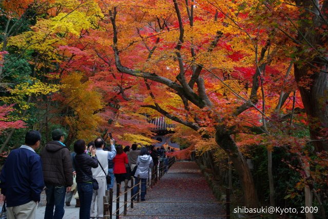 20091128_Kyoto-312_光明寺.jpg