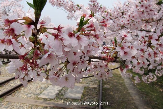 20110411_Kyoto-68_就上鐵道_1.JPG