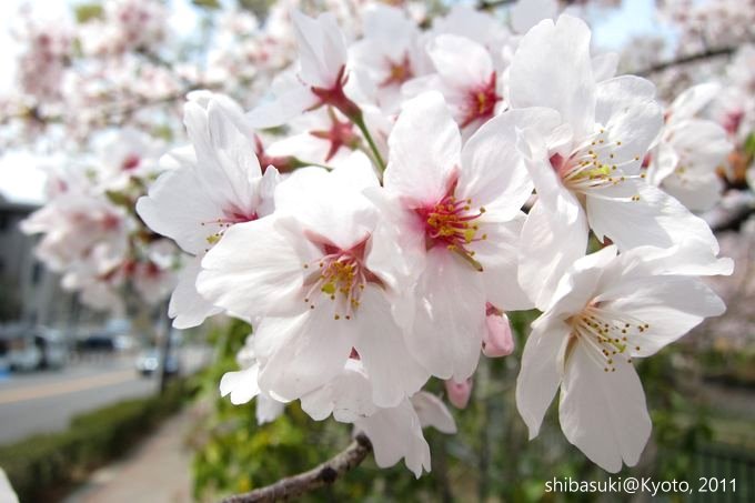 20110411_Kyoto-178_岡崎疏水道_1.JPG