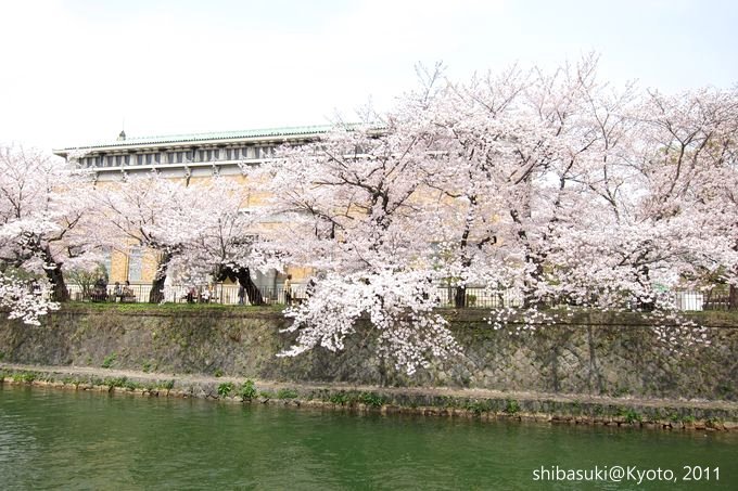 20110411_Kyoto-182_岡崎疏水道_1.JPG