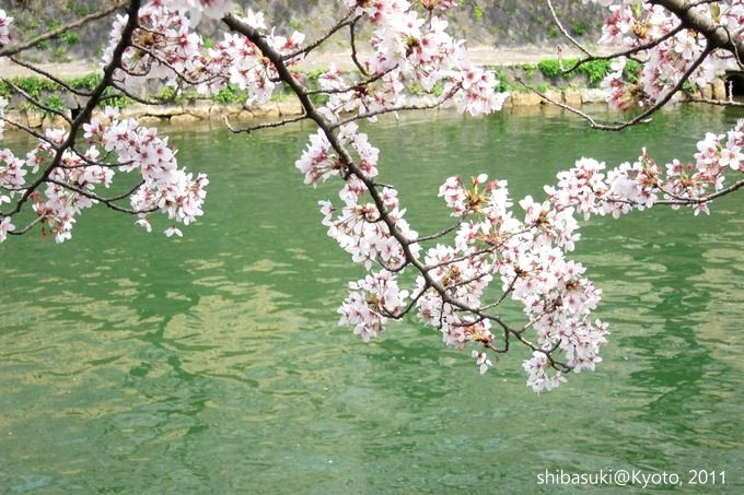 20110411_Kyoto-185_岡崎疏水道_1.JPG