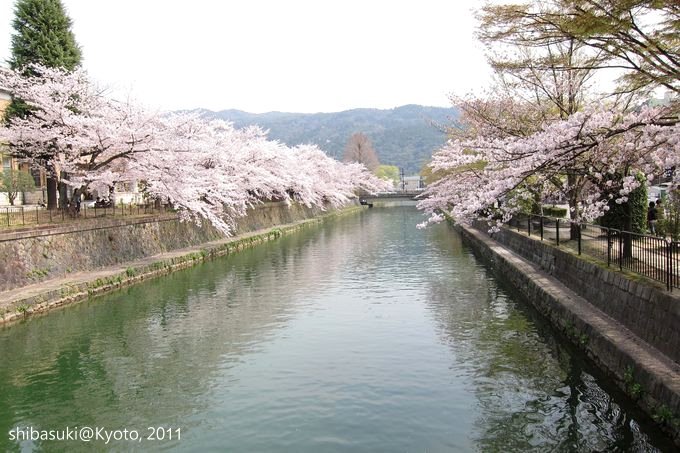 20110411_Kyoto-192_岡崎疏水道_1.JPG