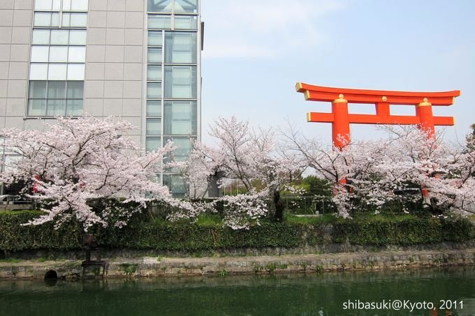 20110411_Kyoto-197_岡崎疏水道_1.JPG