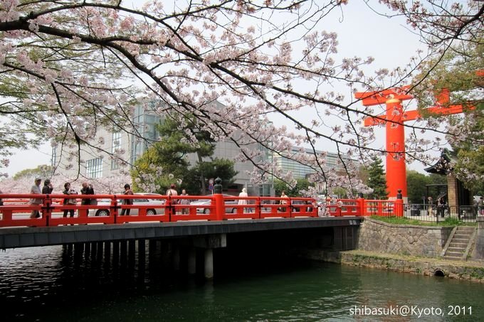 20110411_Kyoto-204_岡崎疏水道_1.JPG