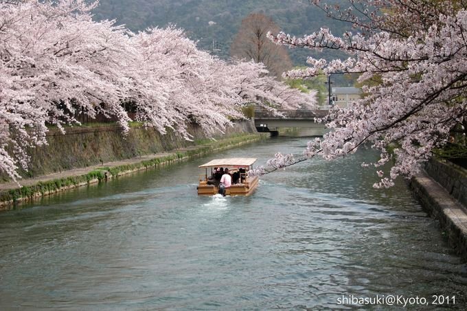 20110411_Kyoto-215_岡崎疏水道_1.JPG