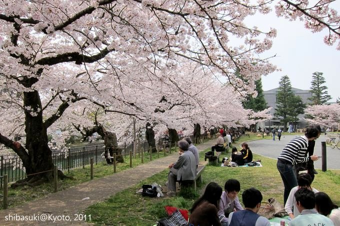 20110411_Kyoto-222_京都市美術館公園_1.JPG