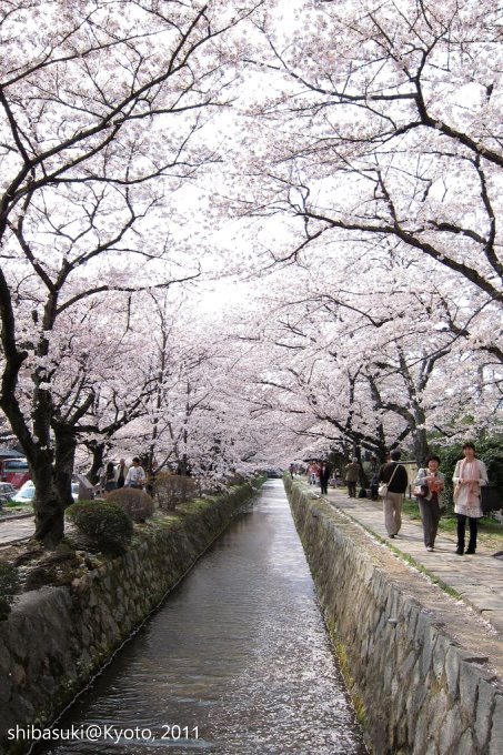 20110411_Kyoto-274_哲學之道_1.JPG