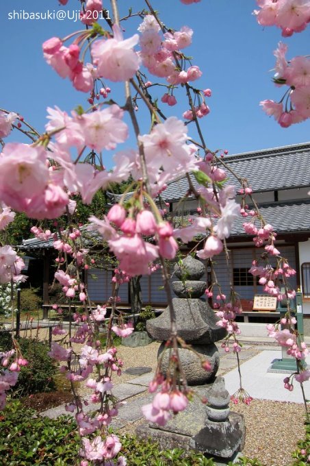 20110412_Kyoto-88_宇治 橋寺放生院_1.JPG