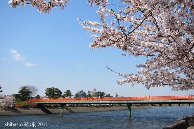 20110412_Kyoto-117_宇治 朝霧橋_1.JPG