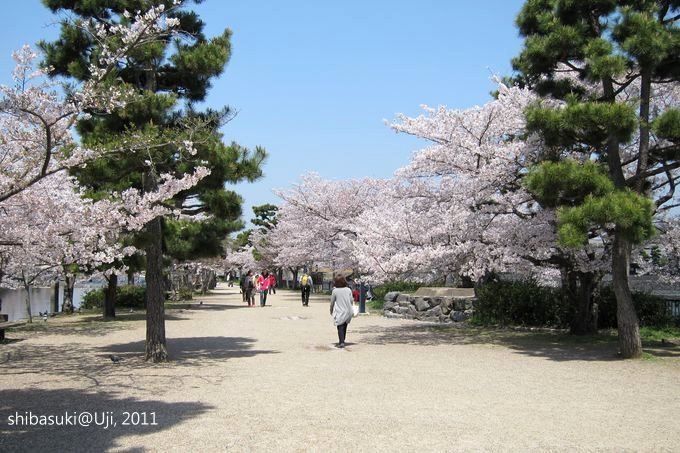 20110412_Kyoto-136_宇治 中之島_1.JPG