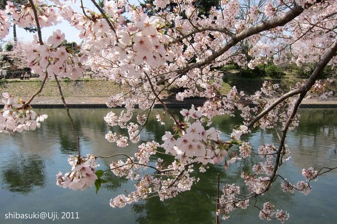 20110412_Kyoto-139_宇治 中之島_1.JPG