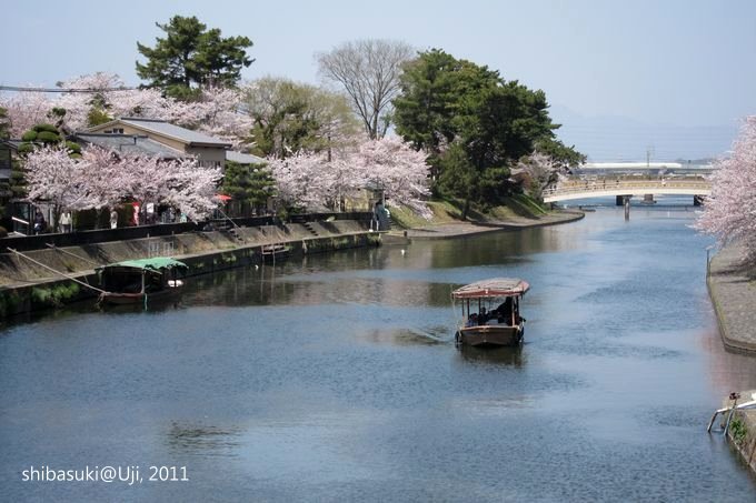 20110412_Kyoto-155_宇治 中之島_1.JPG