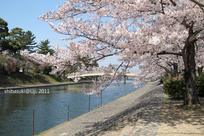 20110412_Kyoto-165_宇治 橘橋_1.JPG