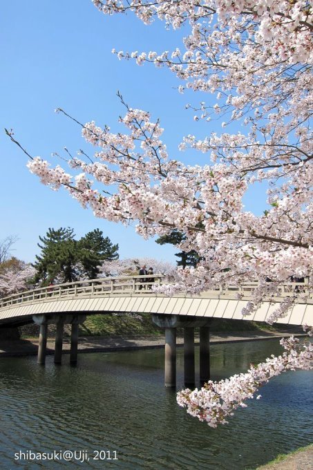 20110412_Kyoto-172_宇治 橘橋_1.JPG