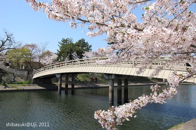 20110412_Kyoto-174_宇治 橘橋_1.JPG