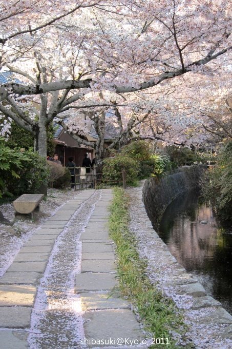 20110412_Kyoto-334_哲學之道_1.JPG