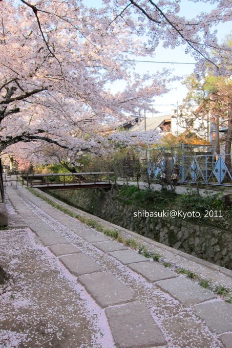 20110412_Kyoto-337_哲學之道_1.JPG