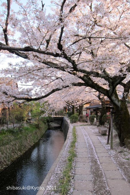 20110412_Kyoto-338_哲學之道_1.JPG