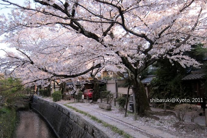 20110412_Kyoto-340_哲學之道_1.JPG