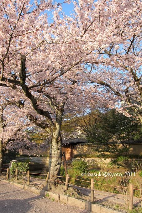 20110412_Kyoto-345_哲學之道_1.JPG