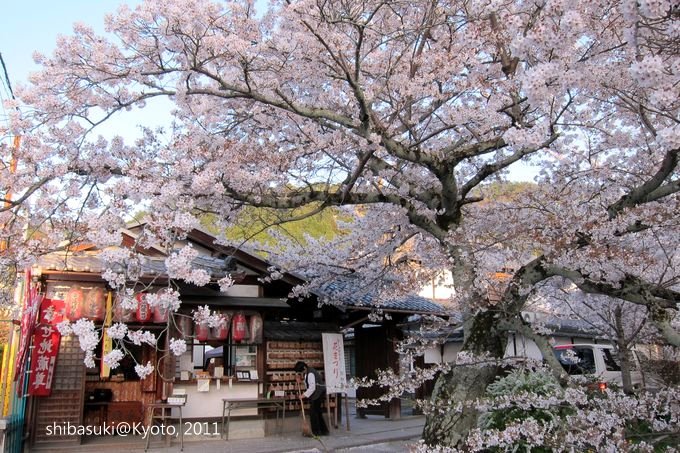 20110412_Kyoto-356_哲學之道_1.JPG