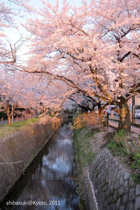 20110412_Kyoto-367_哲學之道_1.JPG