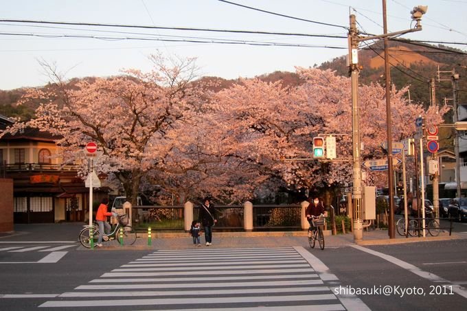 20110412_Kyoto-369_哲學之道_1.JPG