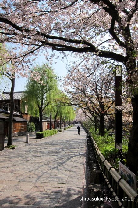 20110413_Kyoto-12_白川巽橋_1.JPG