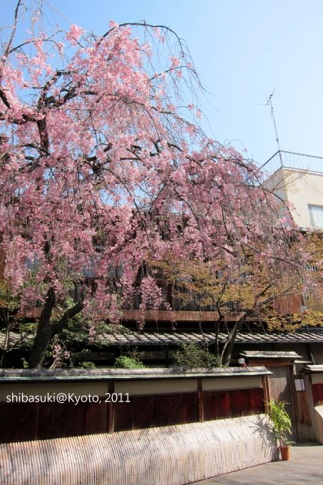 20110413_Kyoto-15_白川巽橋_1.JPG