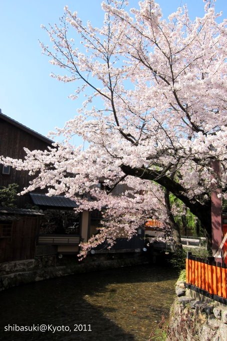 20110413_Kyoto-28_白川巽橋_1.JPG