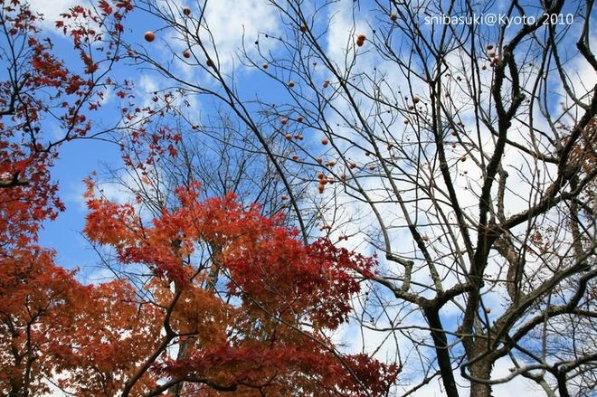 20101118_Kyoto-65_落柿舍_1.JPG