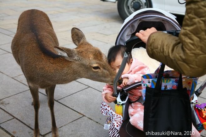20101120_Nara-15_東大寺前_1.JPG