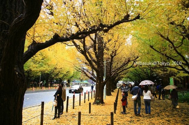 20101123_Tokyo-34_明治神宮外苑_1