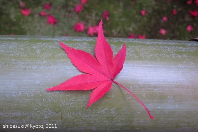 20111129_Kyoto-101_光悅寺_1.JPG