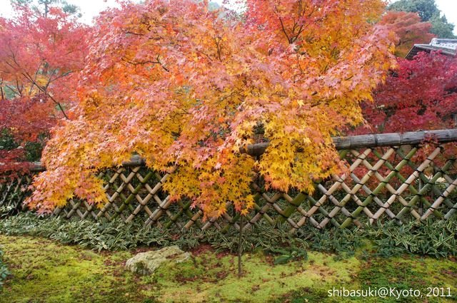 20111129_Kyoto-114_光悅寺_1.JPG