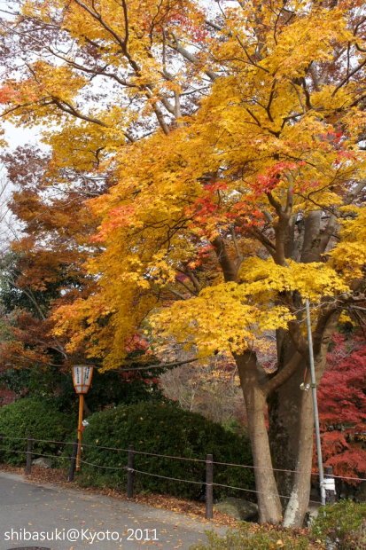 20111130_Kyoto-84_八瀨_1.JPG