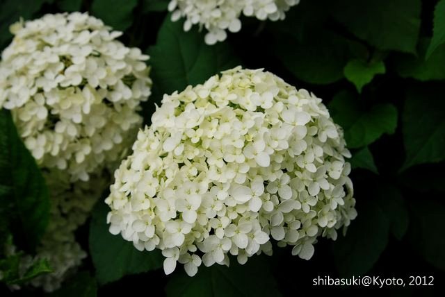 20120628_Kyoto-153_藤森神社_1
