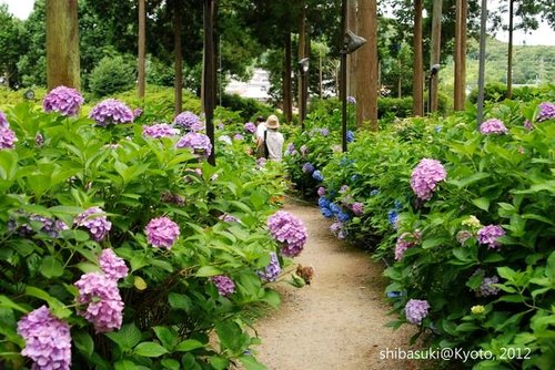 20120628_Kyoto-289_三室戶寺_1