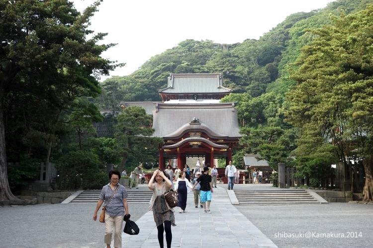 20140616_Kamakura-178_鶴岡八幡宮_1.JPG