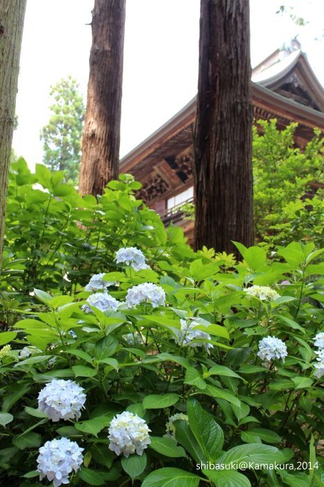 20140616_Kamakura-32_圓覺寺_1.JPG