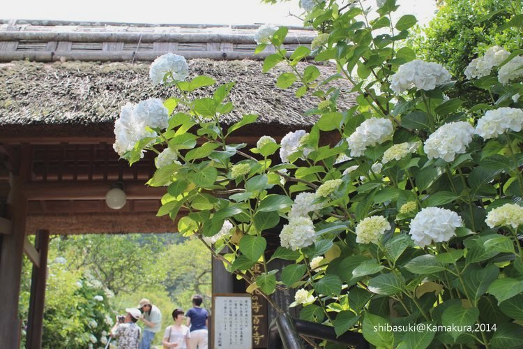 20140616_Kamakura-50_東慶寺_1.JPG