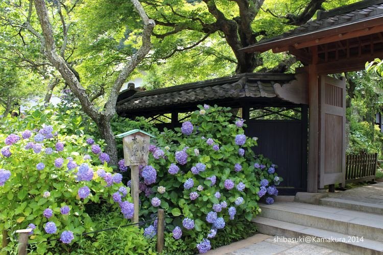 20140616_Kamakura-52_東慶寺_1.JPG