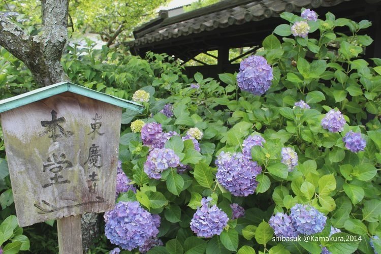 20140616_Kamakura-53_東慶寺_1.JPG