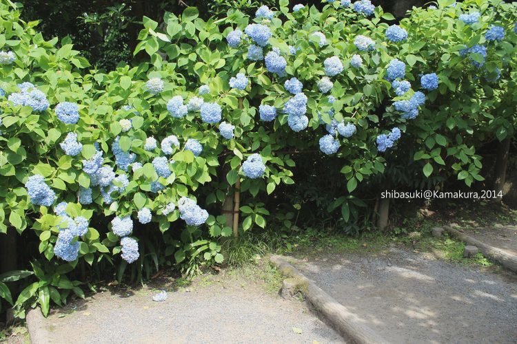 20140616_Kamakura-100_明月院_1.JPG