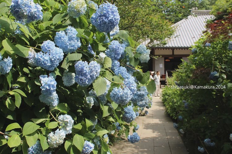 20140616_Kamakura-110_明月院_1.JPG