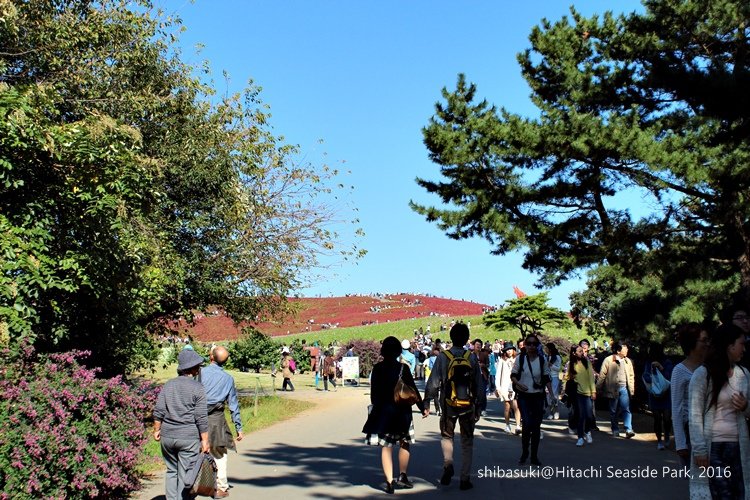 20161015_茨城-70_常陸海濱公園_s.JPG