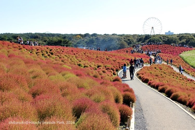 20161015_茨城-123_常陸海濱公園_s.JPG