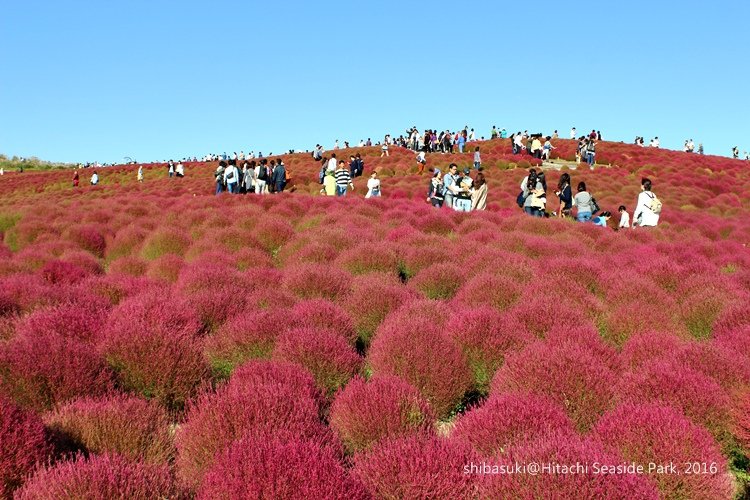 20161015_茨城-177_常陸海濱公園_s.JPG