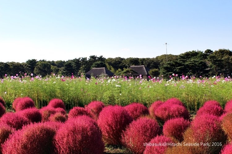 20161015_茨城-187_常陸海濱公園_s.JPG