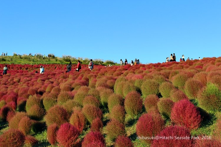 20161015_茨城-242_常陸海濱公園_s.JPG